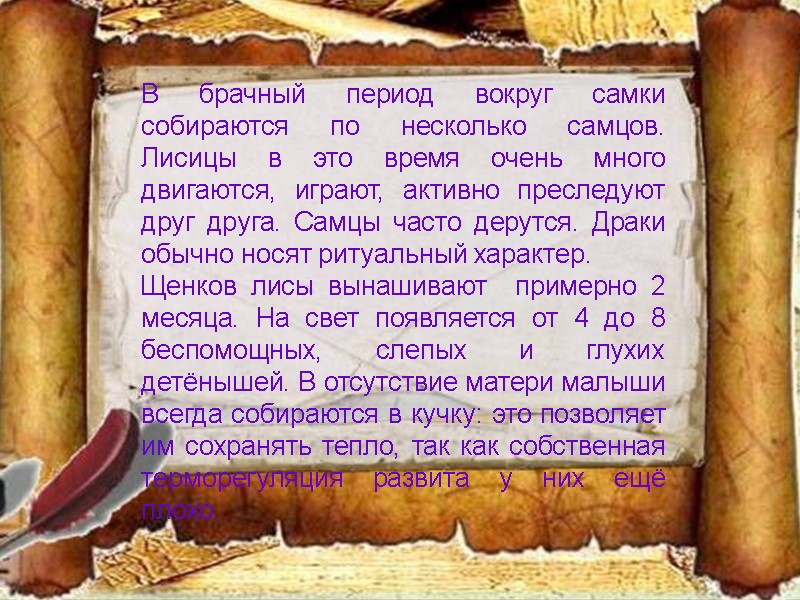 В брачный период вокруг самки собираются по несколько самцов. Лисицы в это время очень